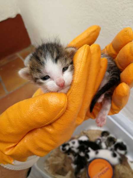 Ohne Versorgung hätten die Katzenbabys wohl nicht überlebt - Die Besitzer erwartet nun eine Anzeige