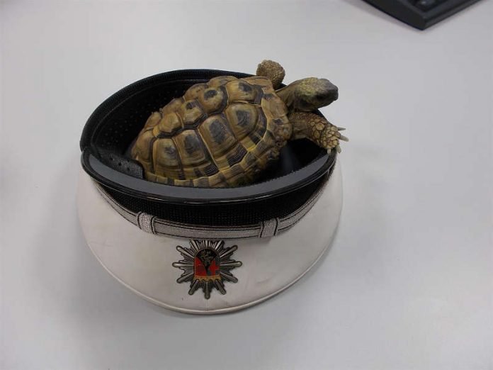 Die aufgefundene Schildkröte (Foto: Polizei RLP)
