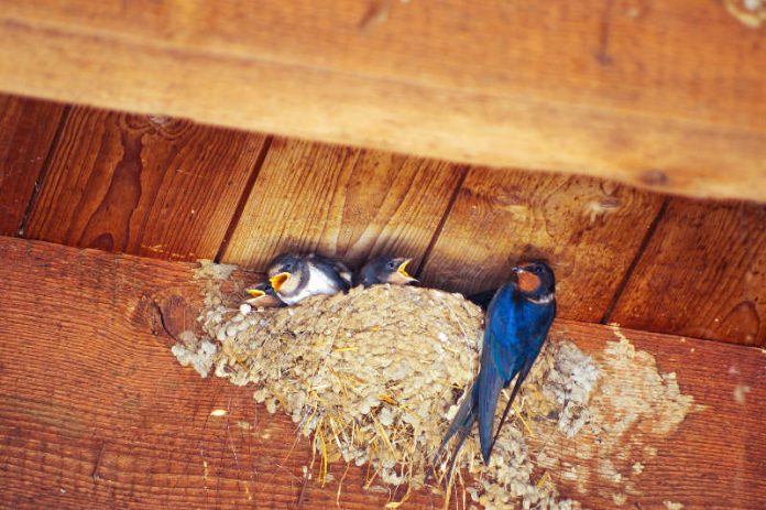 Gefiederte Untermieter: Schwalben sind auf Nistplätze an Gebäuden angewiesen und können dem Menschen als Insektenjäger nützlich sein: Eine Schwalbenfamilie verputzt während einer Brut mehr als ein Kilogramm Insekten. (Foto: Fabian Neubrand)