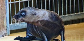 Auf dem Weg ins Außengehege: Der kleine Seelöwe im Zoo Karlsruhe (Foto: Zoo Karlsruhe)