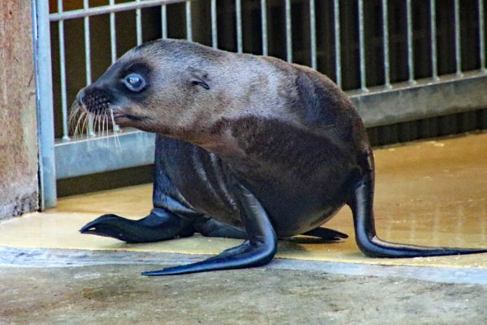 Auf dem Weg ins Außengehege: Der kleine Seelöwe im Zoo Karlsruhe (Foto: Zoo Karlsruhe)