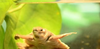 Papua-Schildkröte (Foto: Zoo Frankfurt)