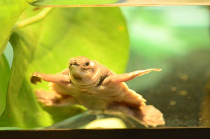 Papua-Schildkröte (Foto: Zoo Frankfurt)