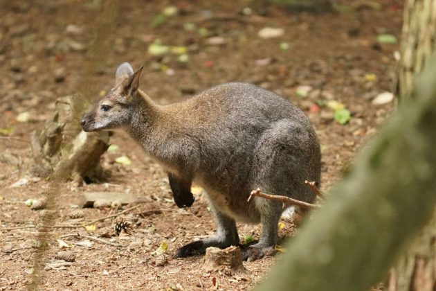 Känguru (Foto: Holger Knecht)