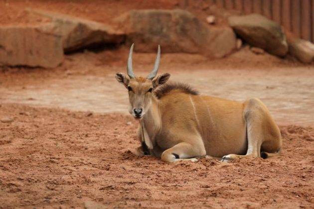 Antilope (Foto: Holger Knecht)