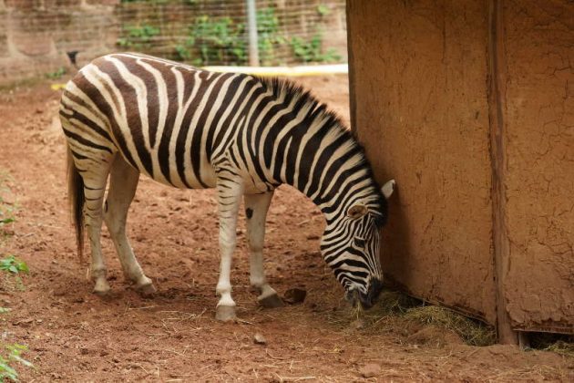 Zebra (Foto: Holger Knecht)