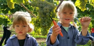 Mit vollem Einsatz dabei: Die zweijährige Antonia (l.) und ihre vier Jahre alte Schwester Franziska vom Weingut Mohr-Gutting lesen Solaris-Trauben in Neustadt an der Weinstraße (Foto: DWI)