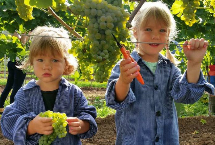 Lese für Federweißen hat begonnen Mit vollem Einsatz dabei: Die zweijährige Antonia (l.) und ihre vier Jahre alte Schwester Franziska vom Weingut Mohr-Gutting lesen Solaris-Trauben in Neustadt an der Weinstraße (Foto: DWI)
