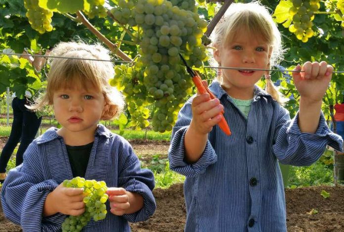 Mit vollem Einsatz dabei: Die zweijährige Antonia (l.) und ihre vier Jahre alte Schwester Franziska vom Weingut Mohr-Gutting lesen Solaris-Trauben in Neustadt an der Weinstraße (Foto: DWI)