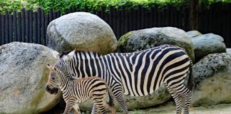 Zebrastute Livanga trabt zusammen mit ihrem Nachwuchs durch das Gehege. (Foto: Zoo Karlsruhe)