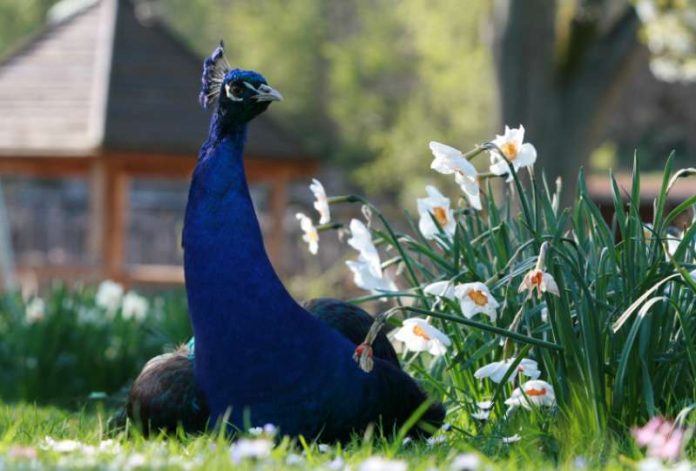 Pfau (Foto: T. Schmeing/Zoo Landau)