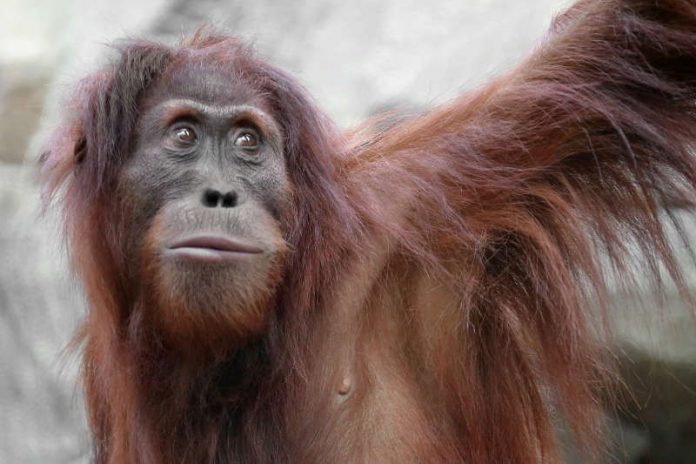 Orang Utan (Foto: Matthias Besant)