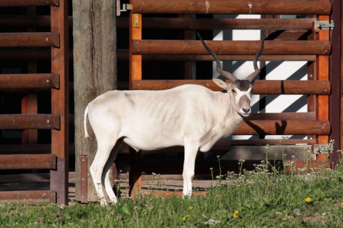 Addax-Antilope Paddy im Zoo (Foto: Zoo Frankfurt)