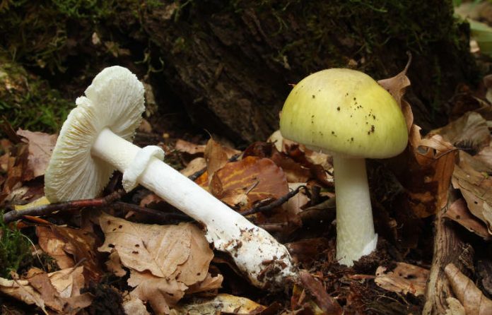 Grüner Knollenblätterpilz, Amanita phalloides (Foto: Holger Krisp)