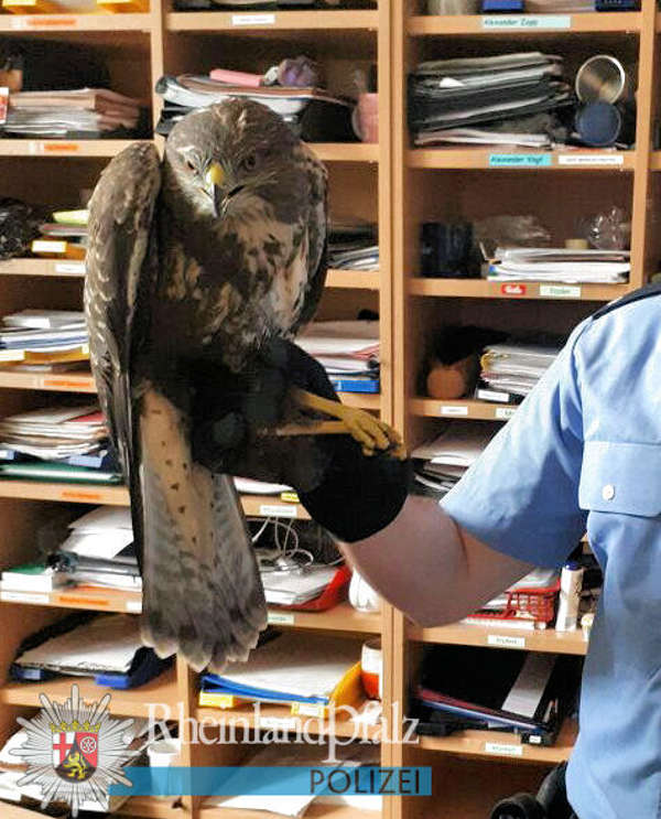 Der verletzte Raubvogel (Foto: Polizei RLP)