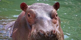 Karl Wilhelm ist im tschechischen Zoo Dvůr Králové gestorben (Foto: Zoo Karlsruhe)