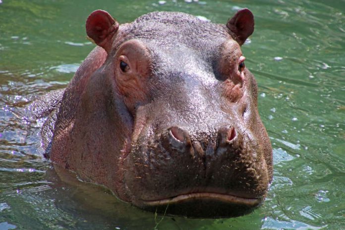 Karl Wilhelm ist im tschechischen Zoo Dvůr Králové gestorben (Foto: Zoo Karlsruhe)