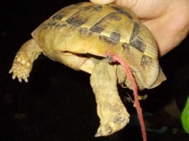 Schnur durch den Panzer der Schildkröte gezogen - Polizei erstattet Anzeige