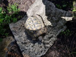 Die gefundene Schildkröte (Foto: Stadt Speyer)