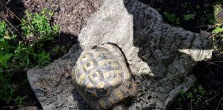 Die gefundene Schildkröte (Foto: Stadt Speyer)