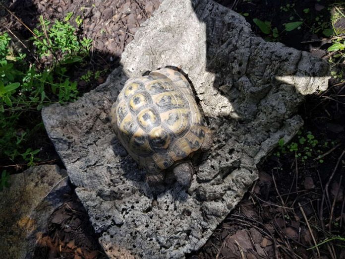 Die gefundene Schildkröte (Foto: Stadt Speyer)