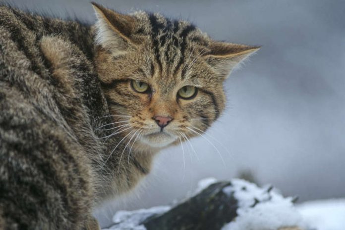 Wildkatze (Foto: Thomas Stephan / BUND) Wildkatze (Foto: Thomas Stephan / BUND)