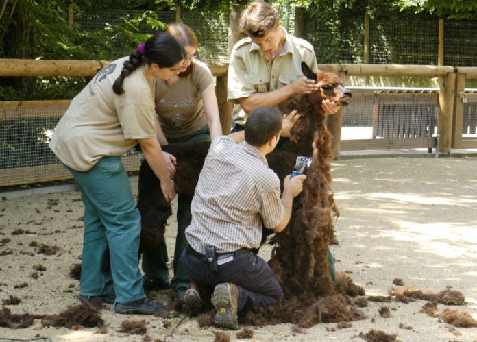 Schur eines Alpakas im Zoo (Foto: Winfried Faust)