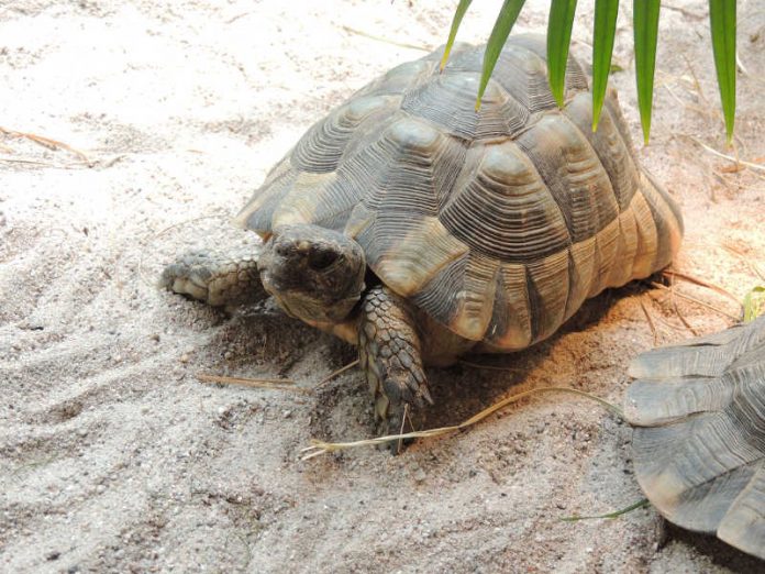 Auch die Breitrandschildkröten im Zoo Landau werden im Oktober eingewintert und sind dann erst im Frühjahr wieder für die Besucher zu sehen. Das ist wichtig zum Wohl der Tiere. (Foto: Zoo Landau)