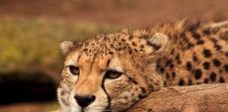Gepard (Foto: Zooschule Landau)