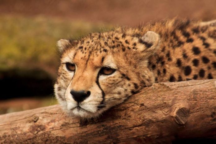 Gepard (Foto: Zooschule Landau)