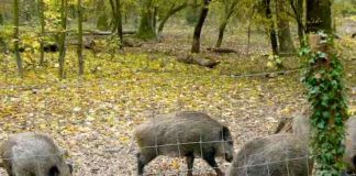 Wildschweingehehe auf Rappenwört (Foto: Hannes Blank)