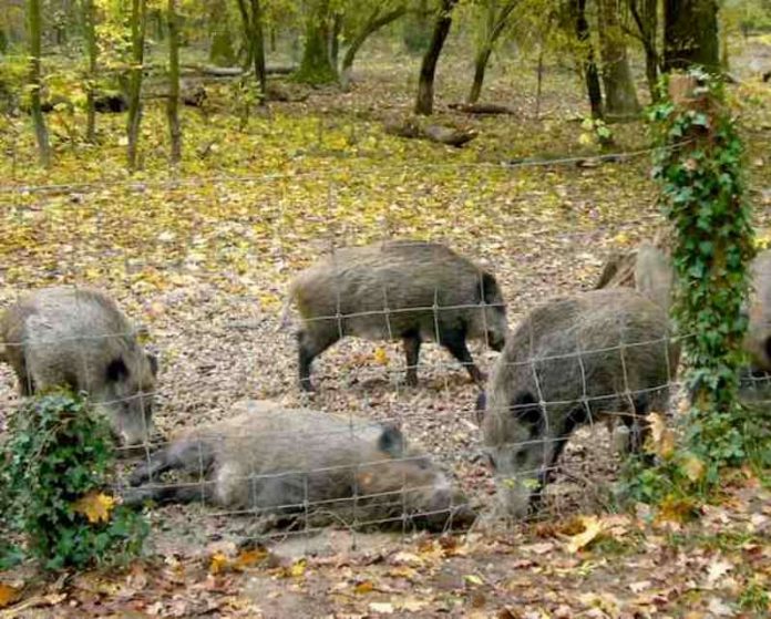 Wildschweingehehe auf Rappenwört (Foto: Hannes Blank)