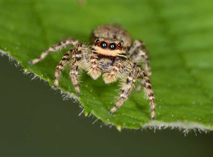 Die Rindenspringspinne ist nur eine von vielen Spinnenarten in Deutschland. Über das spannende Leben der Spinnen und Ameisen erfahren die Gäste im Outdoorprogramm des Pfalzmuseums. (Foto: Pfalzmuseum für Naturkunde)