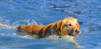 Hundeschwimmen (Foto: Peter Dorn)