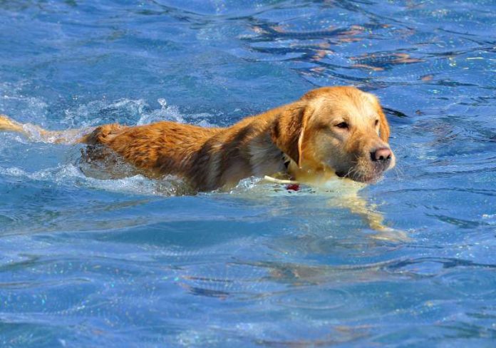 Hundeschwimmen (Foto: Peter Dorn)