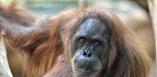 Orang-Utan-Weibchen Djambi (Foto: Jutta Hof)