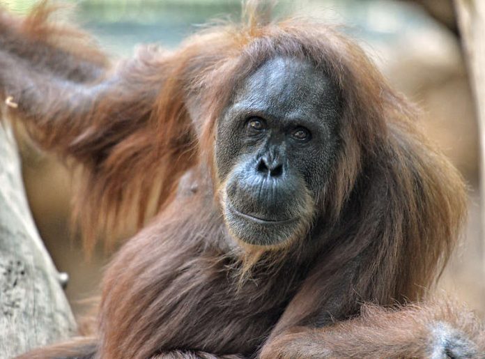 Orang-Utan-Weibchen Djambi (Foto: Jutta Hof) Orang-Utan-Weibchen Djambi (Foto: Jutta Hof)