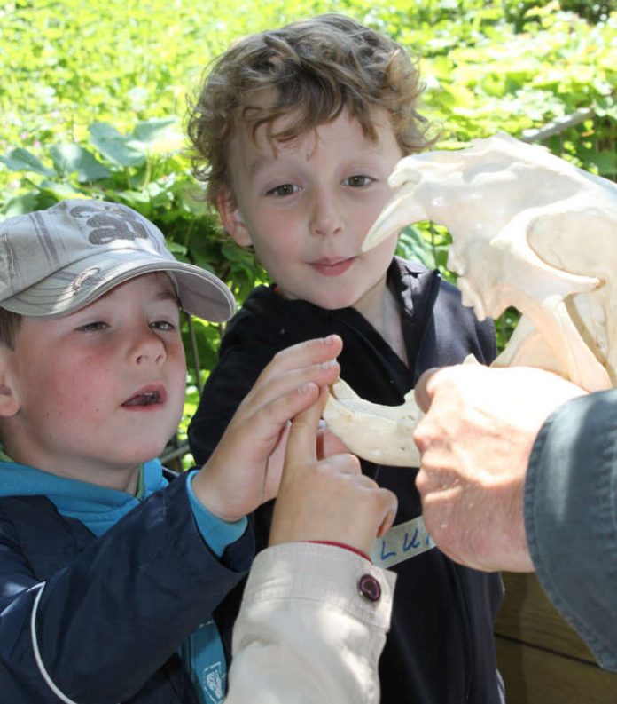 Kinder beim Berühren von Tierschädeln (Foto: Zoo Landau)