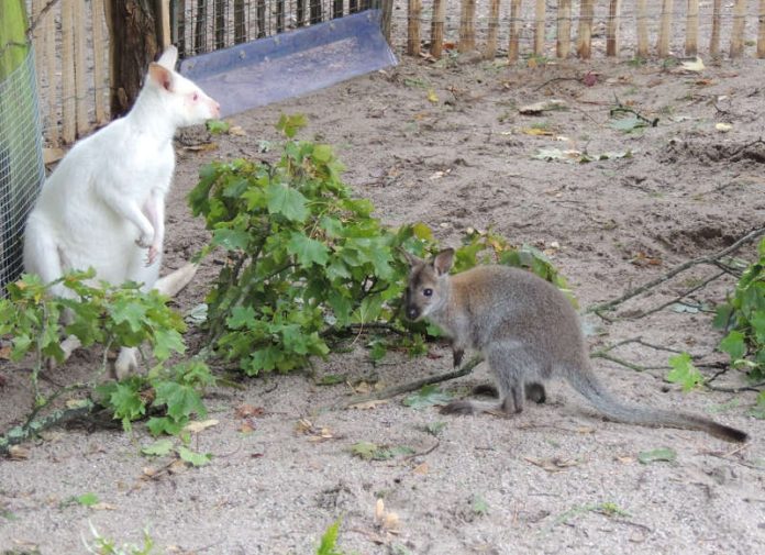 Albino und Nachwuchs (Foto: Zoo Landau)