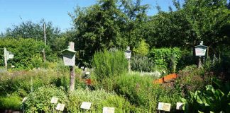 Heilkräutergarten (Foto: P. Kunath)