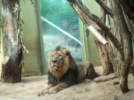 Neues Löwen-Männchen Kumar in seinem Gehege im Zoo (Foto: Heike Lyding)