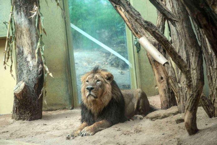 Neues Löwen-Männchen Kumar in seinem Gehege im Zoo (Foto: Heike Lyding)