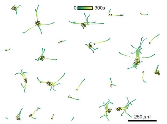 physik_KOMET_kolloidale_molekuele physik_KOMET_kolloidale_molekuele