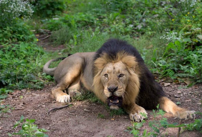 Löwe Kashi (Foto: Michael Leibfritz)