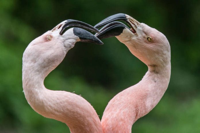 Chile-Flamingos (Foto: Ingo Hamann)