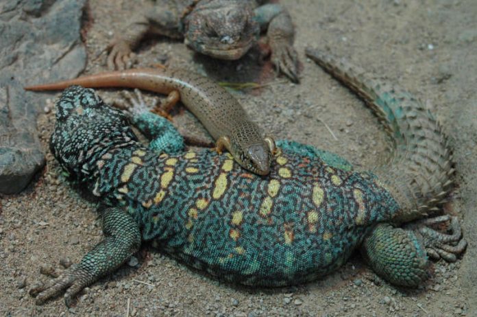 Dornschwanzagame (Foto: Zoo Frankfurt)