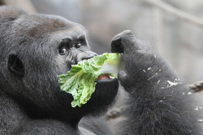 Gorilla VIATU (Foto: Matthias Besant)