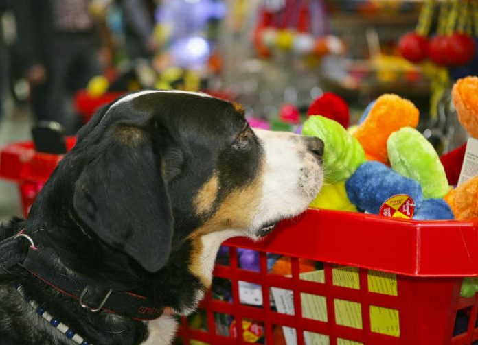 Auf der TIERisch gut gibt es alles, was das Hundeherz begehrt (Foto: KMK/Jürgen Rösner)