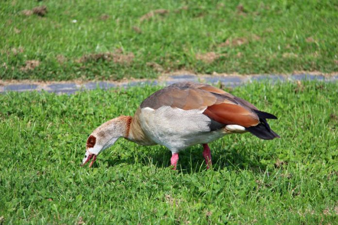 Nilgans (Foto: Stadt Frankfurt / Stefan Maurer)