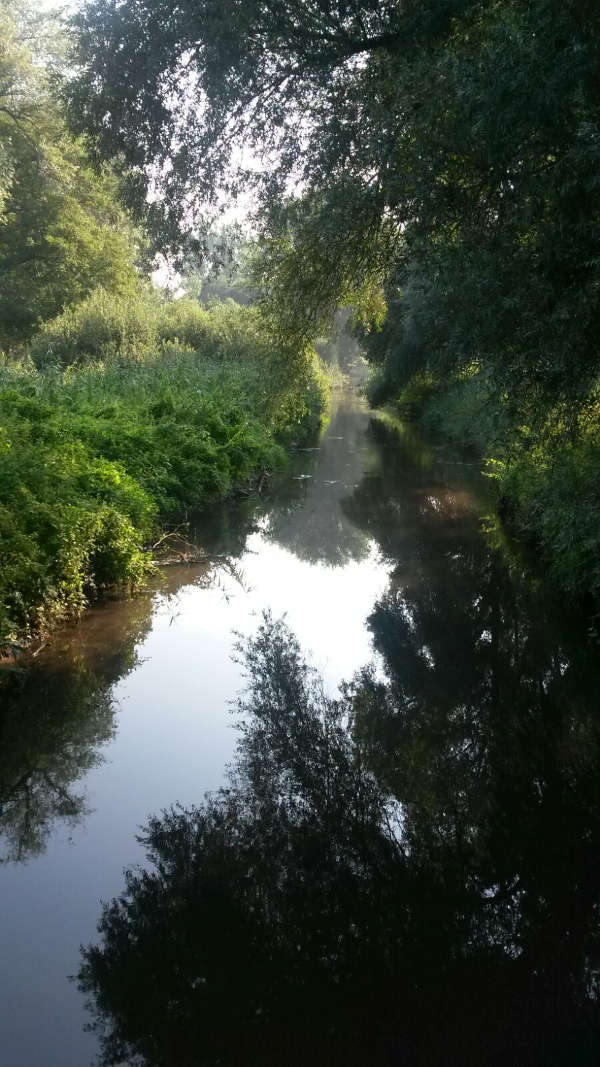 Bäume am Rehbach (Foto: LUKOM)